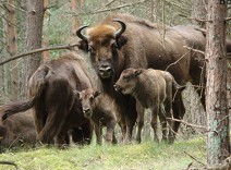 galeria bisons